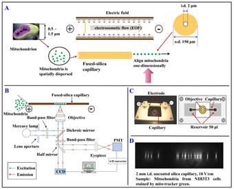 说明:D:\資料\论文\论文投稿\【Sensors and Actuators B Chemical_2018】Mitochondria Counting System Based on Capillary Electrophoresis\SNB\Figures\Fig.1.jpg