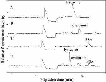 说明:D:\資料\论文\论文投稿\【Journal of Chromatography B-2017】Factors affecting the separation performance of proteins in capillary electrophoresis\Upload0228\附图\Fig 6.tif